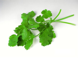 Fresh Coriander